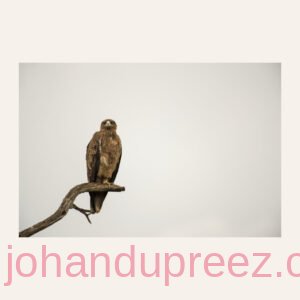 Tawny Eagle