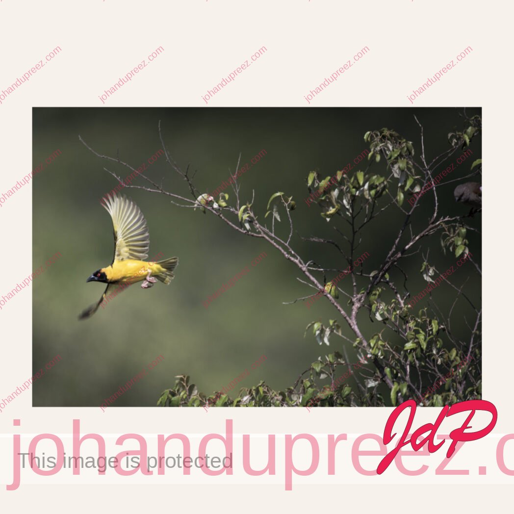African Black-headed Oriole
