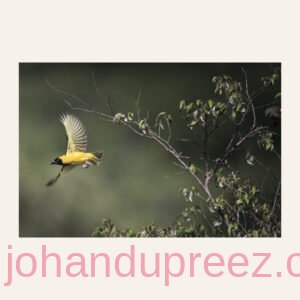 African Black-headed Oriole