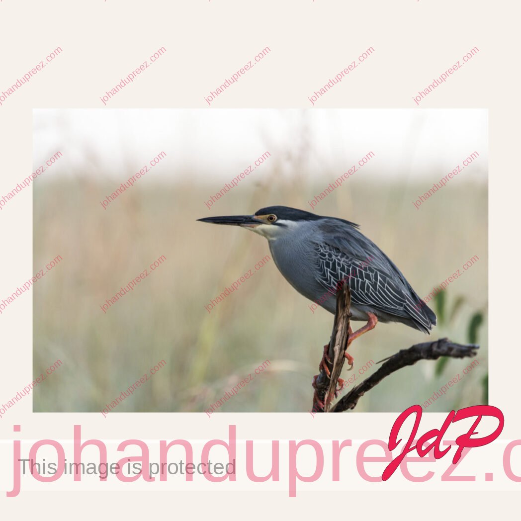 Green-backed heron