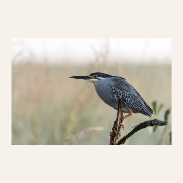 Green-backed heron