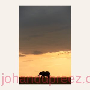 Silhouette #1