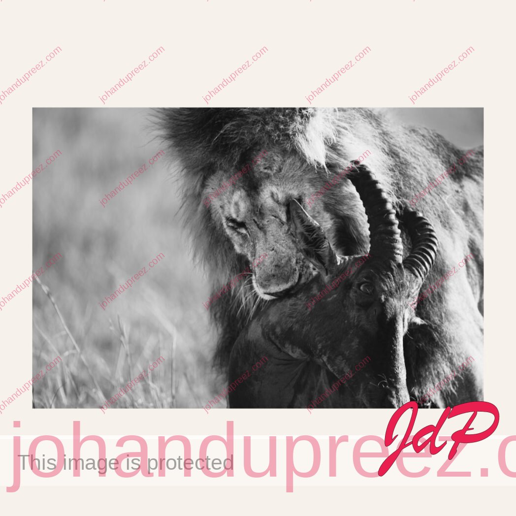 Lion kill