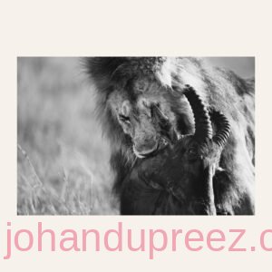 Lion kill
